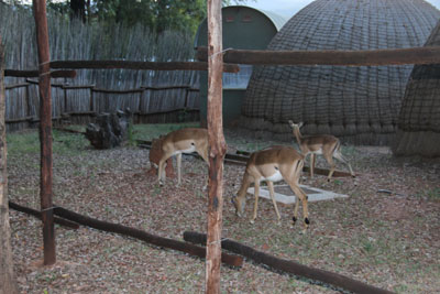 animals in campground
